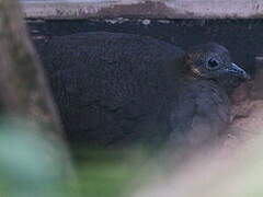 Solitary Tinamou