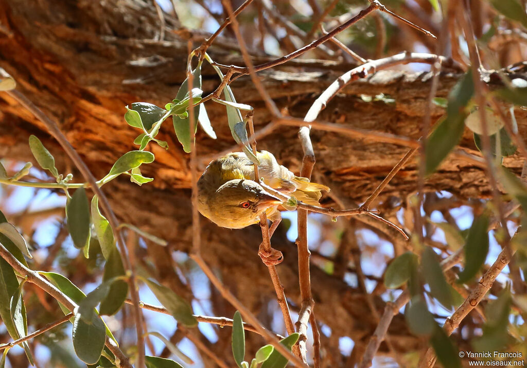 Southern Masked Weaver female adult, habitat, aspect, eats