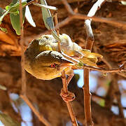 Southern Masked Weaver