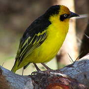 Baglafecht Weaver