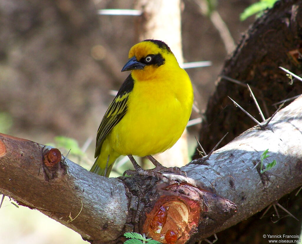 Baglafecht Weaver male adult breeding, identification, aspect