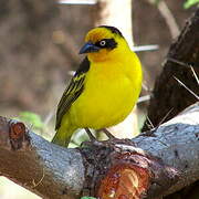 Baglafecht Weaver