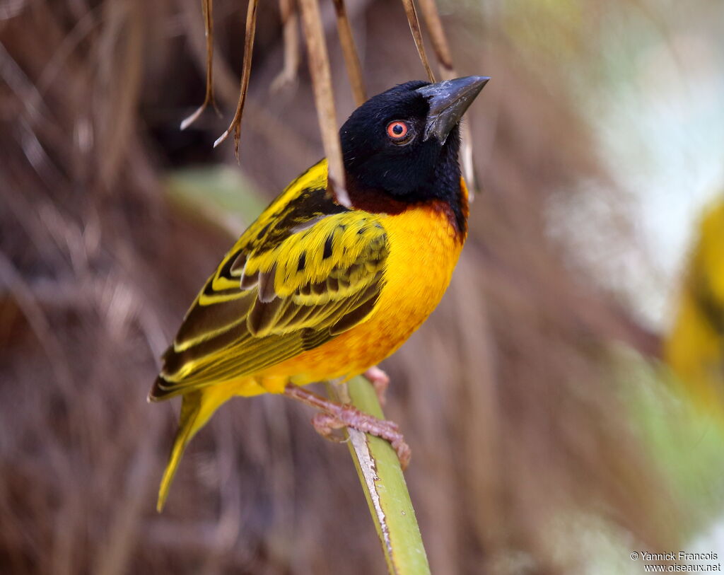 Village Weaver male adult breeding, identification, aspect