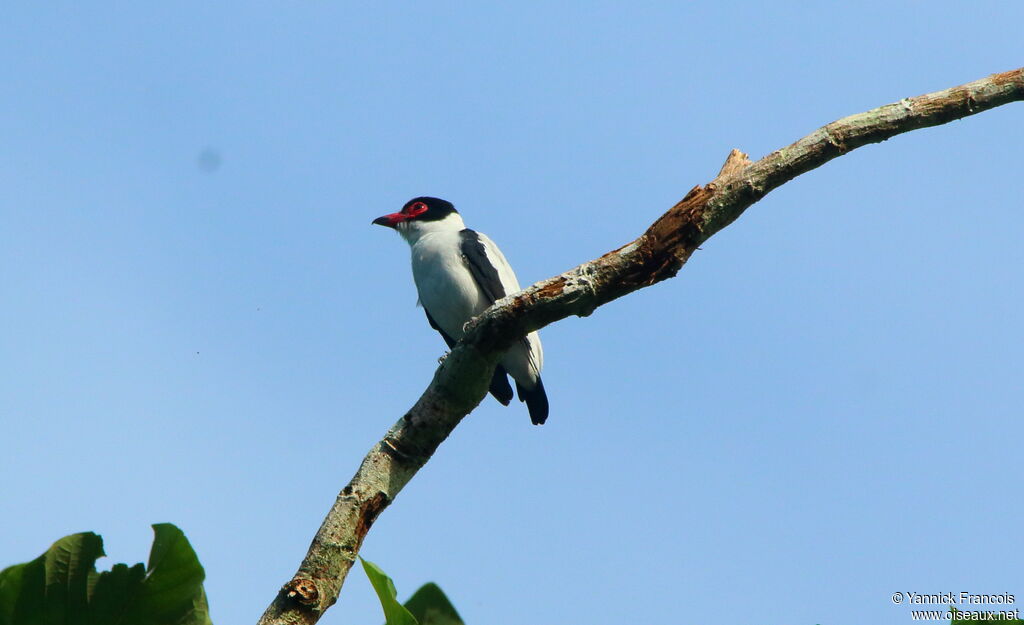 Black-tailed Tityra male adult, aspect