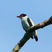 Black-tailed Tityra