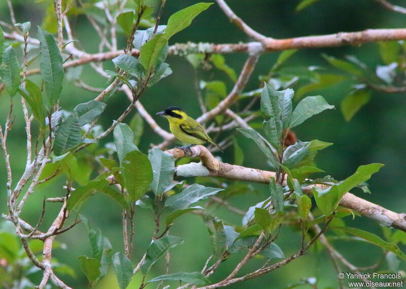 Yellow-browed Tody-Flycatcheradult, habitat