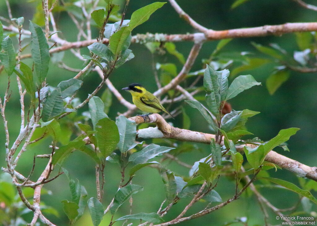 Yellow-browed Tody-Flycatcheradult, habitat