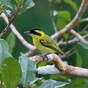 Yellow-browed Tody-Flycatcher