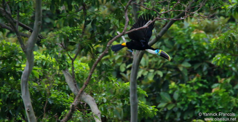 White-throated Toucan (cuvieri)adult, Flight