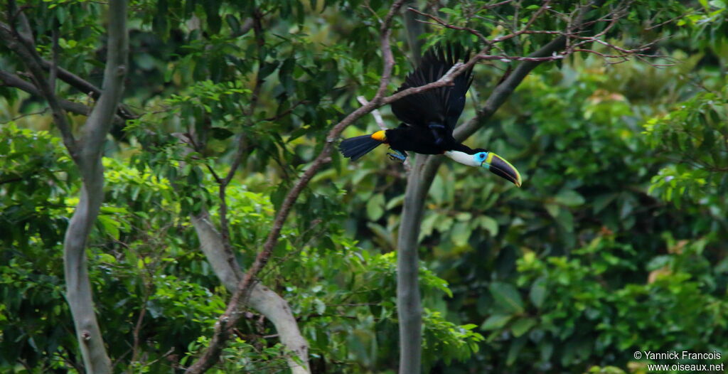 White-throated Toucan (cuvieri)adult, Flight