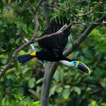 Toucan de Cuvier