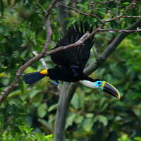 Toucan de Cuvier