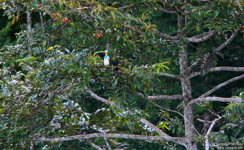 White-throated Toucan (cuvieri)adult, habitat, eats