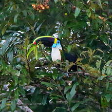 Toucan de Cuvier