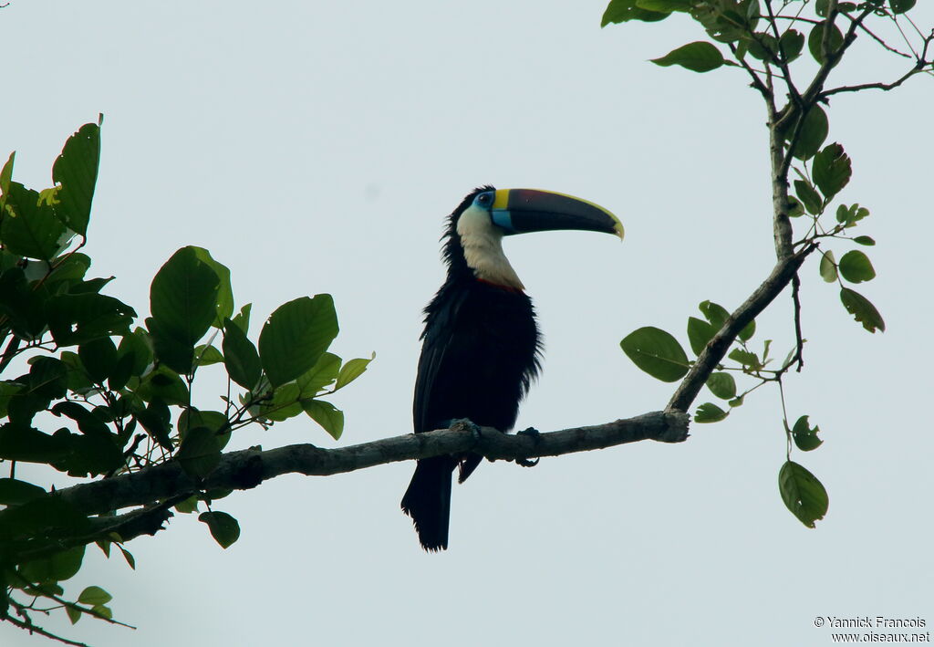 White-throated Toucan (cuvieri)adult, habitat