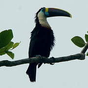 White-throated Toucan (cuvieri)