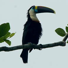 Toucan de Cuvier