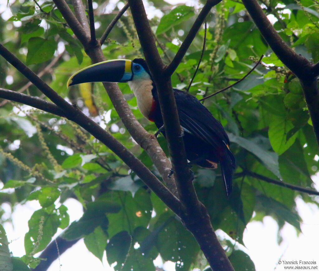 White-throated Toucan (cuvieri)