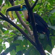 White-throated Toucan (cuvieri)