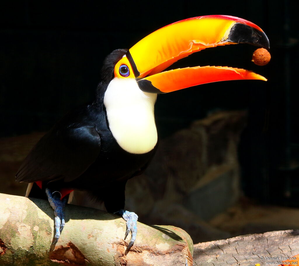 Toucan tocoadulte, identification, composition, mange