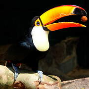 Toco Toucan