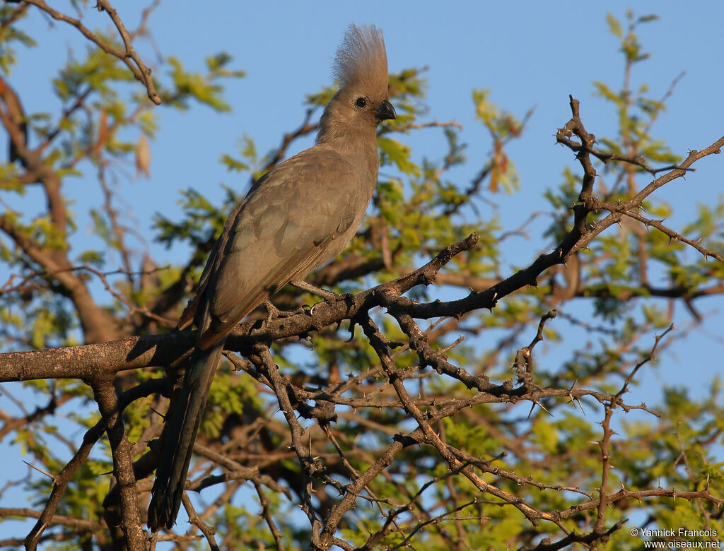 Grey Go-away-birdadult, identification, aspect