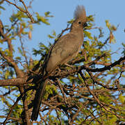 Grey Go-away-bird