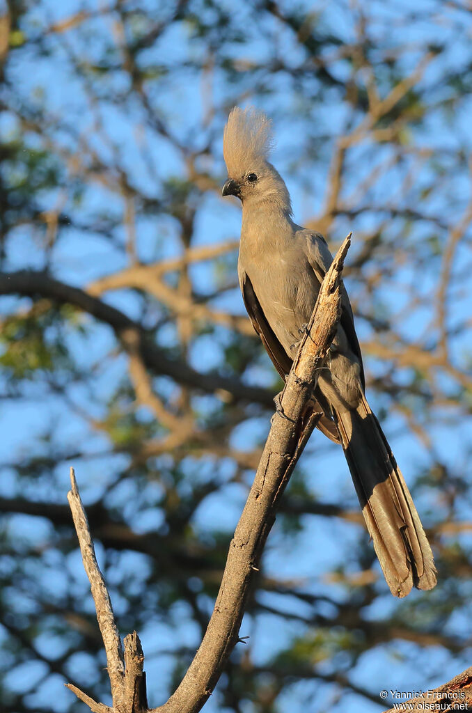 Grey Go-away-birdadult, identification, aspect