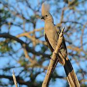 Grey Go-away-bird