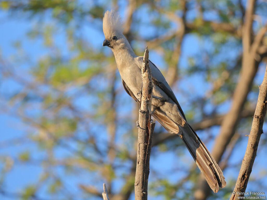 Grey Go-away-birdadult, identification, aspect