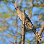 Grey Go-away-bird