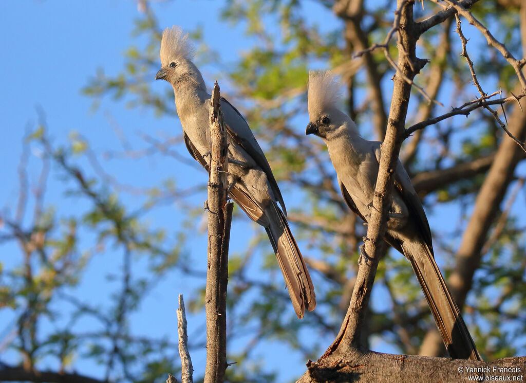 Grey Go-away-birdadult, habitat, aspect