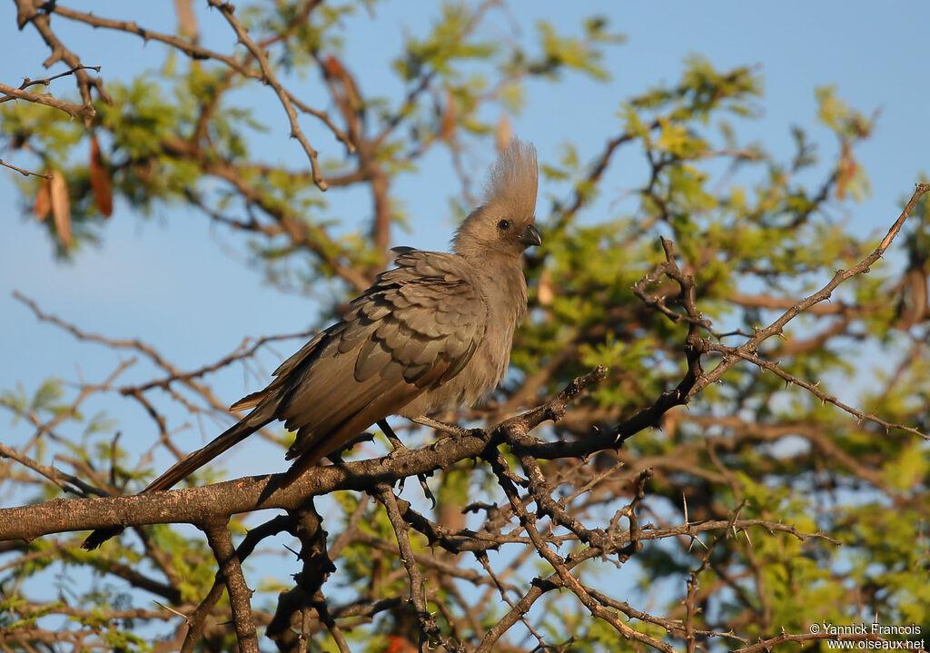 Grey Go-away-birdadult, habitat, aspect