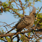 Grey Go-away-bird