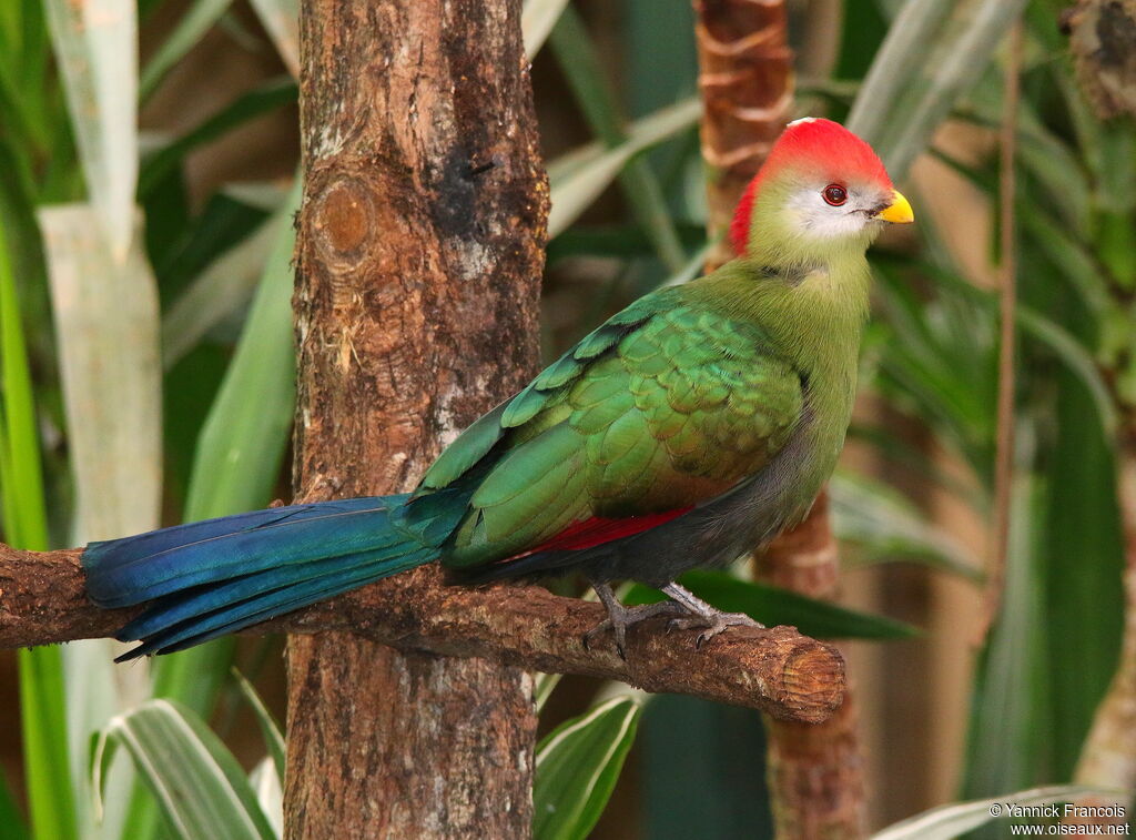 Touraco paulineadulte, identification, composition