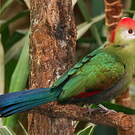 Touraco pauline