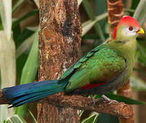 Red-crested Turaco