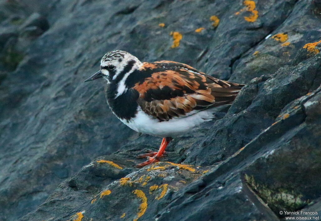 Ruddy Turnstoneadult, identification, aspect