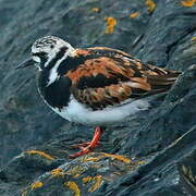 Ruddy Turnstone