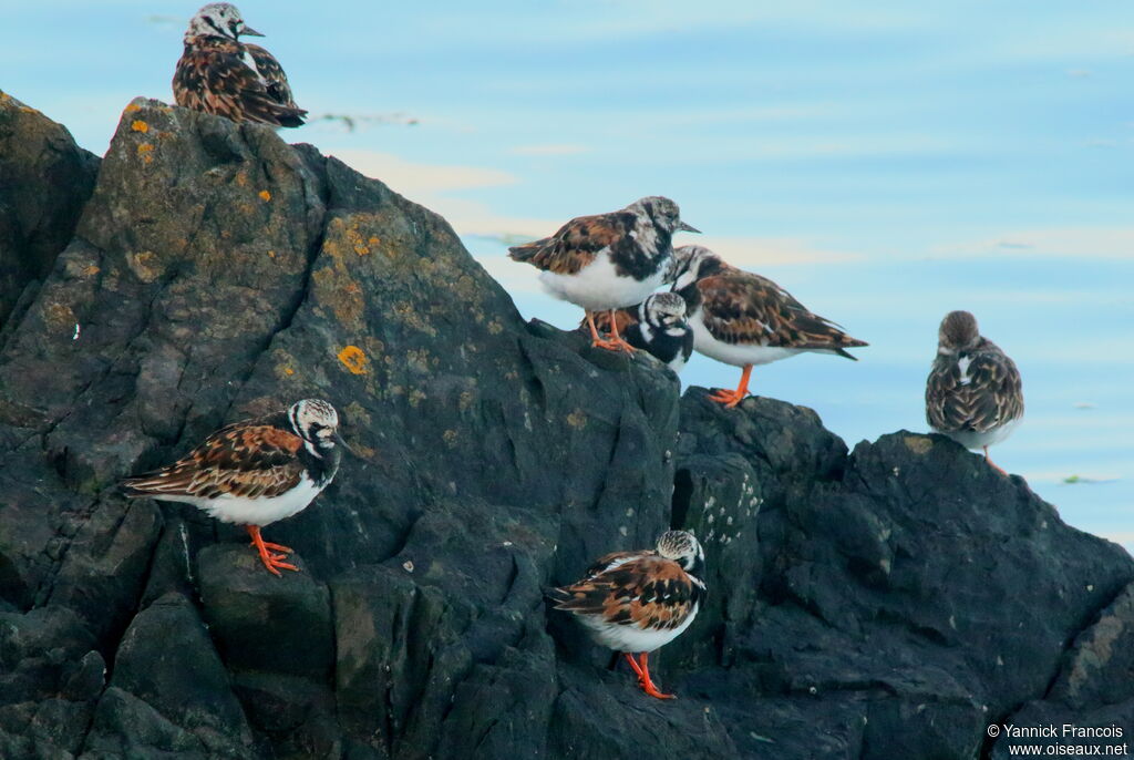 Ruddy Turnstone, habitat