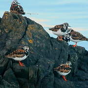 Ruddy Turnstone