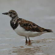 Ruddy Turnstone