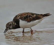 Ruddy Turnstone