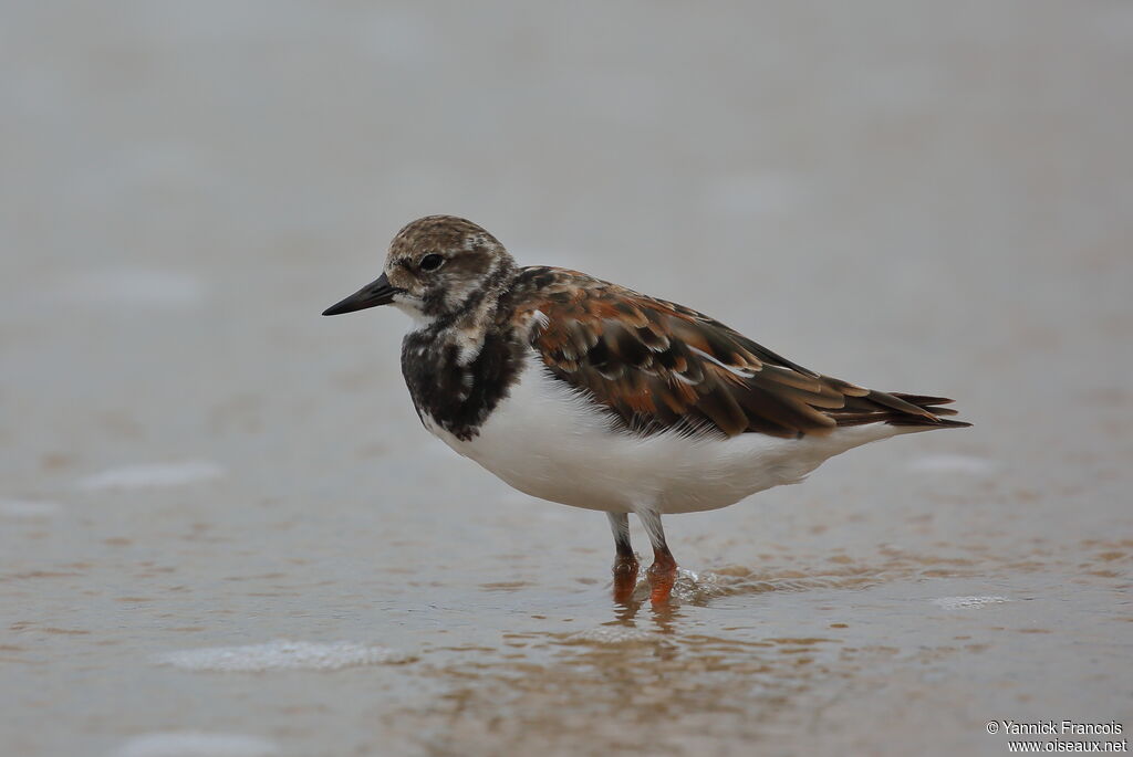 Ruddy Turnstoneadult post breeding, identification, aspect