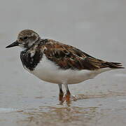 Ruddy Turnstone