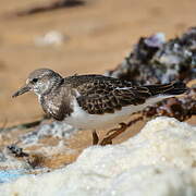 Ruddy Turnstone