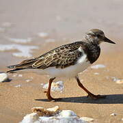 Ruddy Turnstone