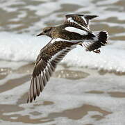 Ruddy Turnstone