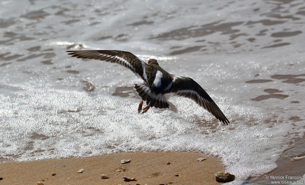 Ruddy Turnstoneadult post breeding, aspect, Flight