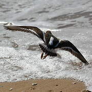 Ruddy Turnstone